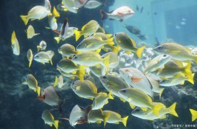 龍魚缸濾材多久清洗一次好：關于龍魚缸濾材清洗頻率的詳細信息