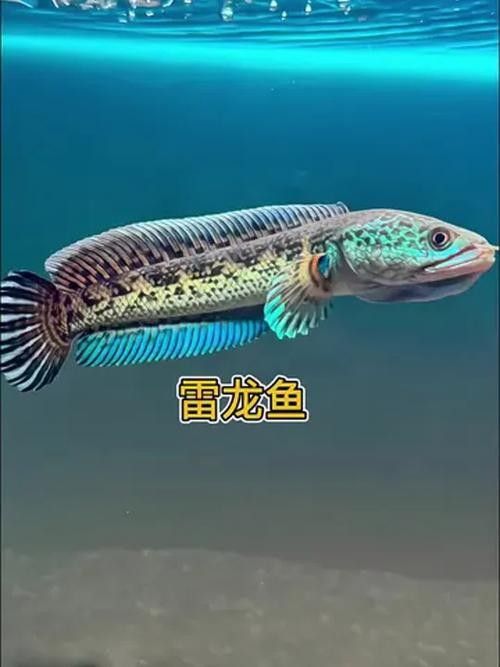 龍魚有冷水的品種嗎圖片