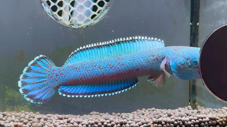 龍魚有冷水的品種嗎圖片