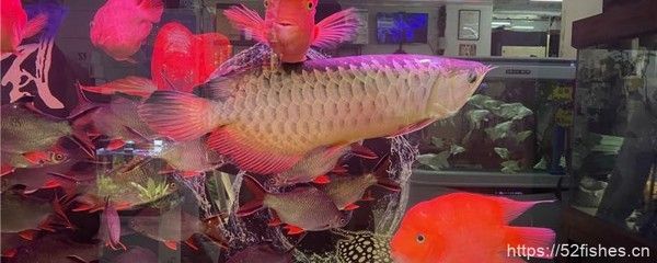 龍魚一個月可以長多大：六角龍魚在一個月內(nèi)可以長到8厘米左右