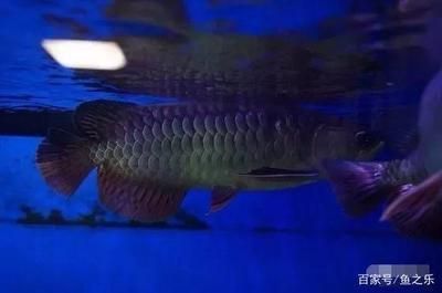 龍魚一個月可以長多大：六角龍魚在一個月內(nèi)可以長到8厘米左右