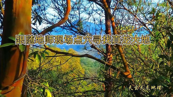 能否提供真龍大地的詳細(xì)介紹？