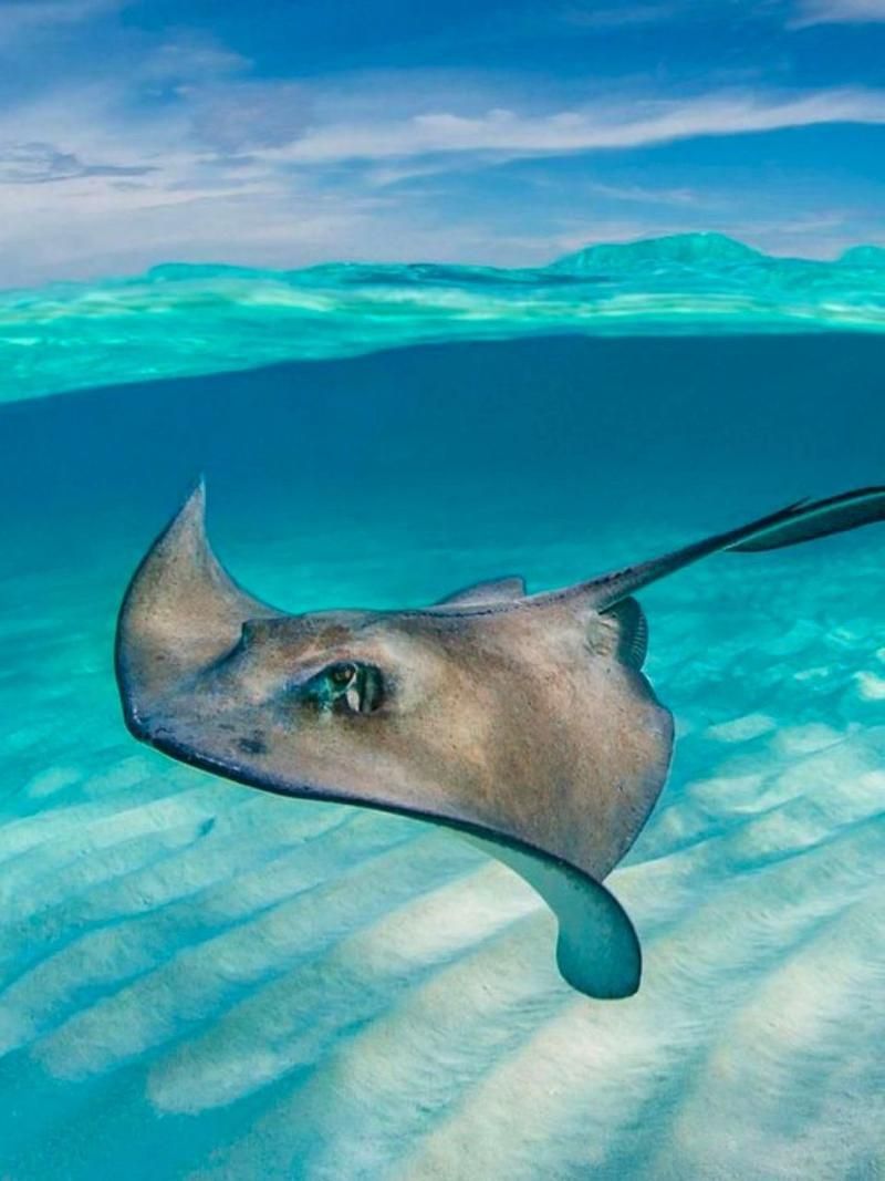 馬來西亞魟魚圖片