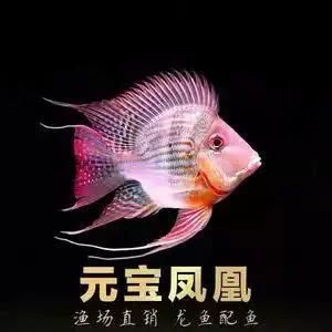 馬來西亞魟魚圖片