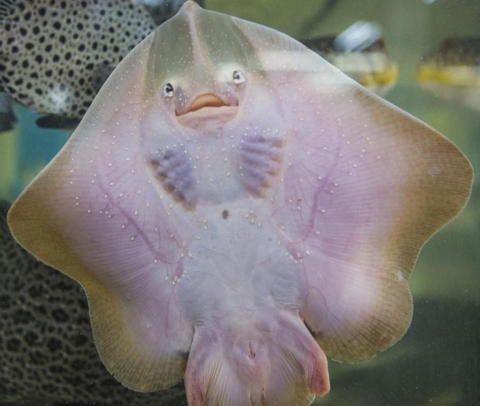 馬來西亞魟魚圖片