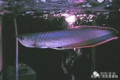 龍魚野外生長環境怎么樣：龍魚的野外生長環境