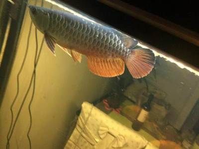 二手龍魚轉讓：二手龍魚轉讓價格