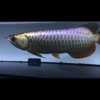 金龍魚是冷水還是熱帶：金龍魚是冷水還是熱帶魚
