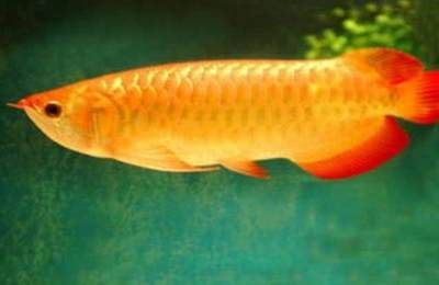 金龍魚是冷水還是熱帶：金龍魚是冷水還是熱帶魚