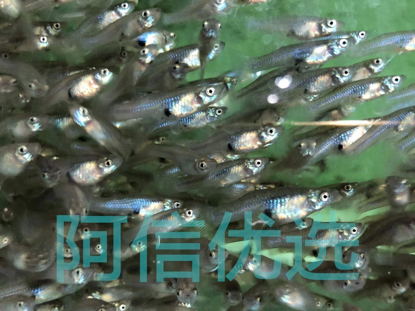 龍魚喂飼料魚吃不吃：龍魚可以吃飼料嗎？