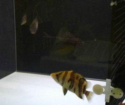 玫瑰銀版魚親魚選擇要點：關于“玫瑰銀版魚親魚選擇要點”的查詢當前無法直接提供具體信息