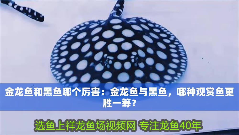 金龍魚和黑魚哪個厲害：金龍魚與黑魚，哪種觀賞魚更勝一籌？