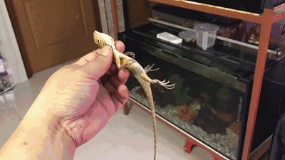 龍魚吃蝦長得快嗎為什么：龍魚吃蝦能長得快嗎為什么龍魚吃蝦長得快嗎