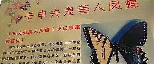 骷髏美人蝶