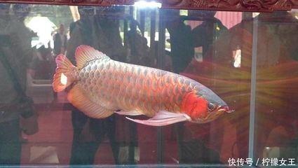 中國龍魚協會官網首頁（中國漁業協會龍魚分會）