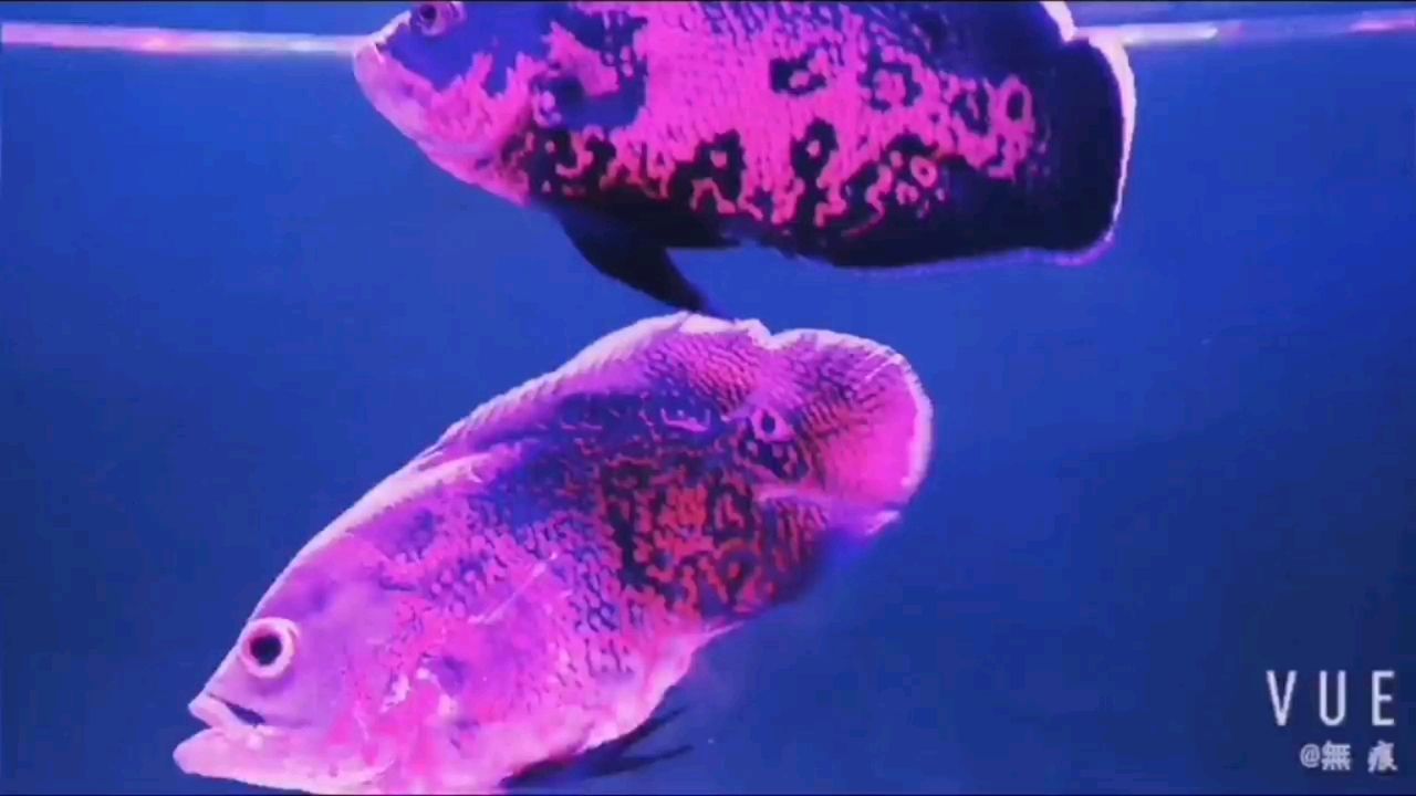 睡前看魚帶著成就感進(jìn)入夢鄉(xiāng)