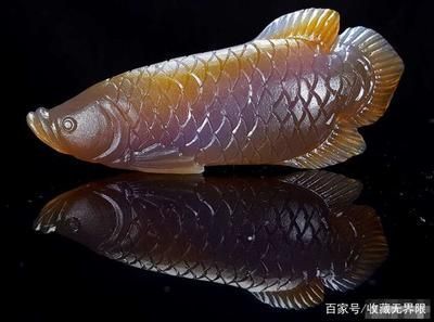 龍魚用什么顏色的燈：龍魚燈光的選擇指南