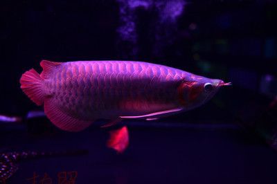 紅龍魚多大開側(cè)燈好:紅龍魚什么時(shí)候開側(cè)燈 龍魚百科 第1張 紅龍魚多大開側(cè)燈好:紅龍魚什么時(shí)候開側(cè)燈 紅龍魚多大開側(cè)燈好:紅龍魚什么時(shí)候開側(cè)燈 龍魚百科 第1張