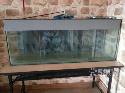 龍魚適合什么缸養：龍魚適合的魚缸尺寸