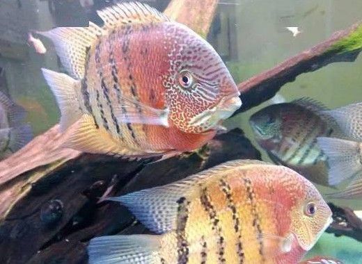帝王虎斑菠蘿魚和龍魚打架嗎