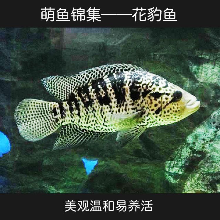 觀賞龍魚品牌：知名觀賞龍魚品牌
