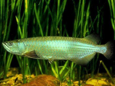 巨骨舌魚屬于龍魚嗎：巨骨舌魚屬于龍魚嗎？