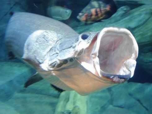 巨骨舌魚屬于龍魚嗎：巨骨舌魚屬于龍魚嗎？