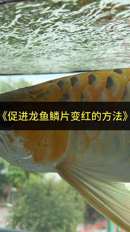金龍魚從小到大發色過程圖片
