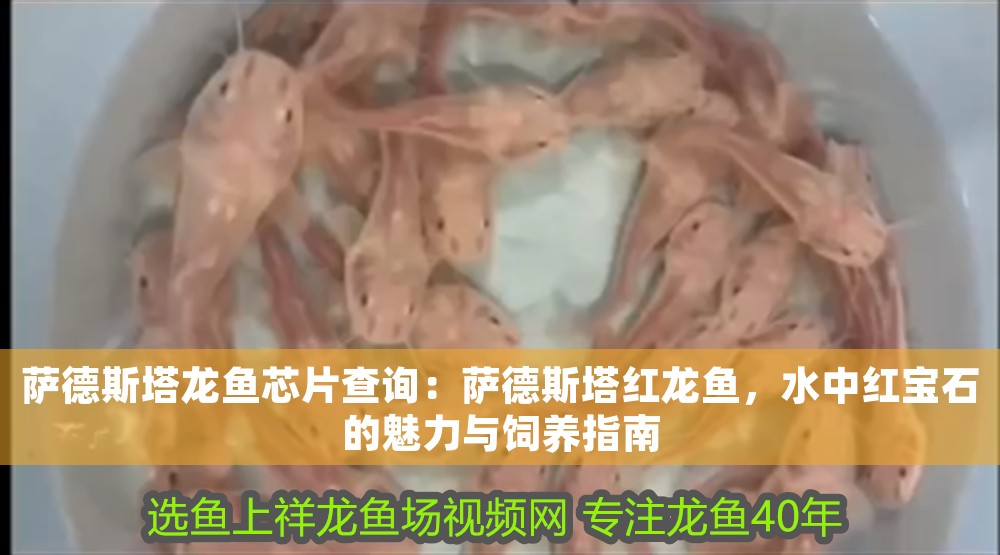 薩德斯塔龍魚(yú)芯片查詢:薩德斯塔紅龍魚(yú),水中紅寶石的魅力與飼養(yǎng)指南 龍魚(yú)百科 第1張 薩德斯塔龍魚(yú)芯片查詢:薩德斯塔紅龍魚(yú),水中紅寶石的魅力與飼養(yǎng)指南 薩德斯塔龍魚(yú)芯片查詢:薩德斯塔紅龍魚(yú),水中紅寶石的魅力與飼養(yǎng)指南 龍魚(yú)百科 第1張