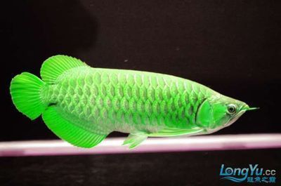 龍魚照片標題怎么寫：如何為龍魚照片撰寫標題