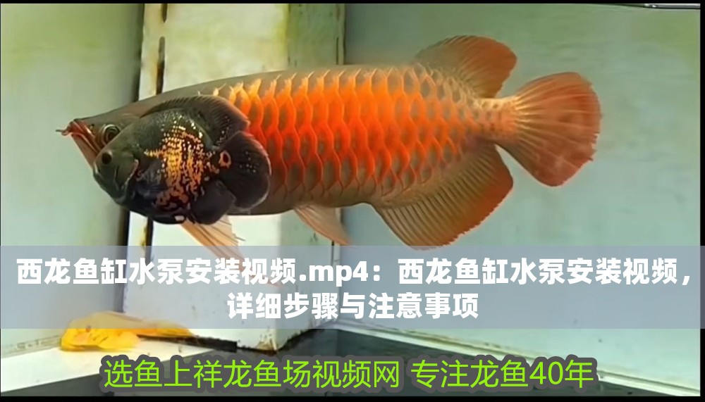 西龍魚缸水泵安裝視頻.mp4：西龍魚缸水泵安裝視頻，詳細(xì)步驟與注意事項(xiàng)