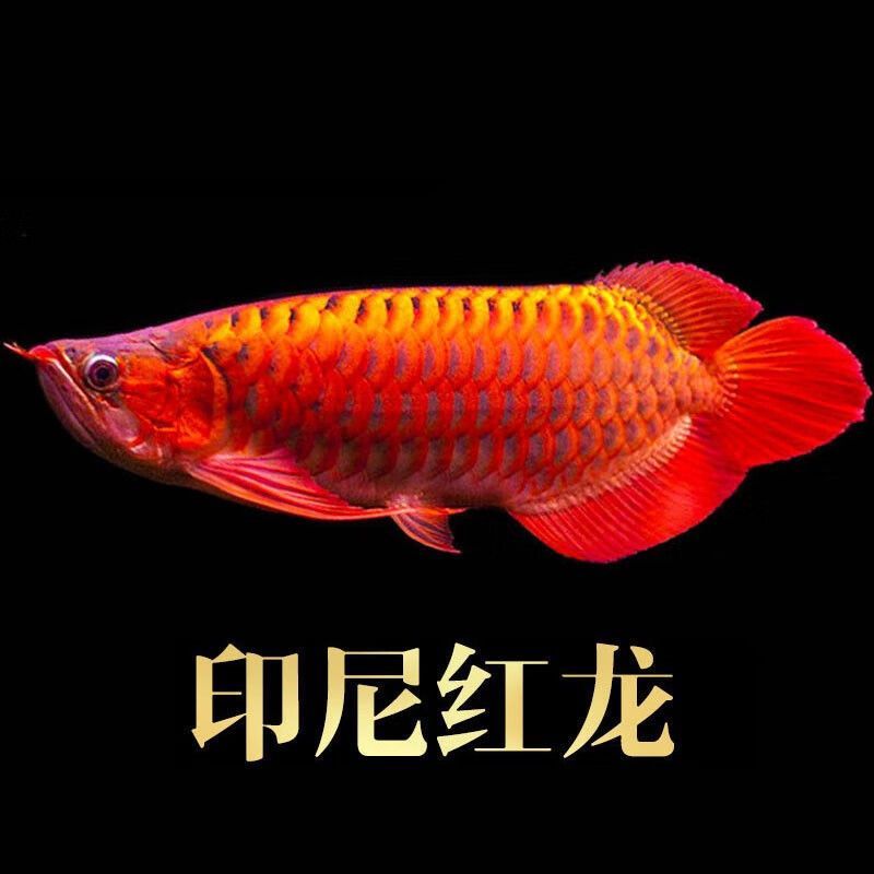 金龍魚辣椒紅，金龍魚辣椒紅是一種多功能的辣椒制品值得一試，值得一試