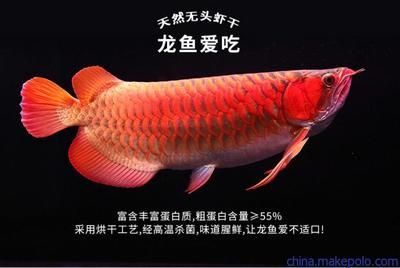龍魚吃魚飼料嗎：龍魚可以吃魚飼料嗎