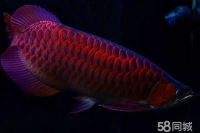 龍魚吃魚飼料嗎：龍魚可以吃魚飼料嗎