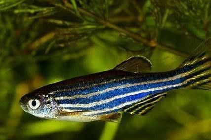 藍曼龍魚能和斑馬魚混養嗎圖片