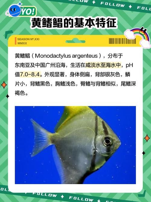黃鰭鯧和龍魚混養注意事項圖片大全大圖