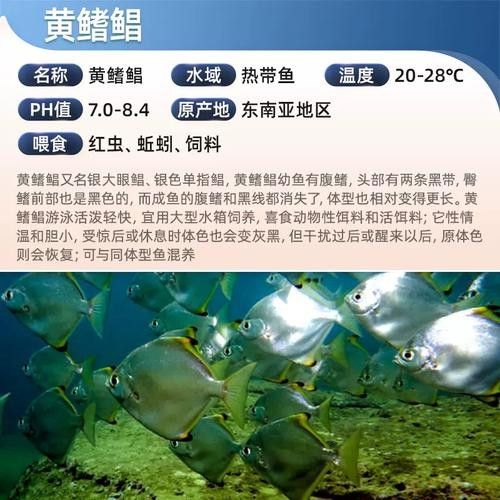 黃鰭鯧和龍魚混養注意事項圖片大全大圖