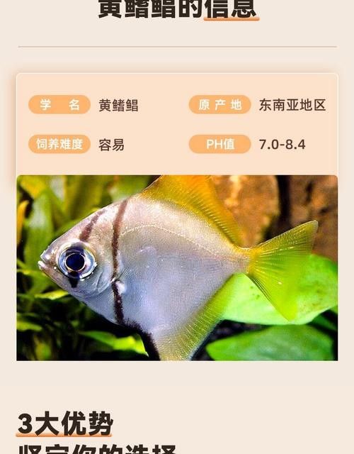 黃鰭鯧和龍魚混養注意事項圖片大全大圖