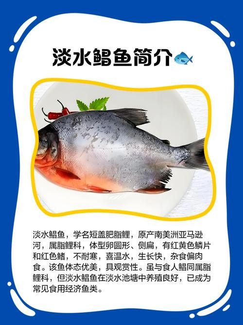 黃鰭鯧和龍魚混養注意事項圖片大全大圖