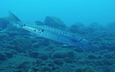 龍魚鱗上面有小白點怎么回事：龍魚鱗片上出現小白點可能是多種因素引起的