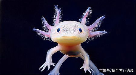 六角龍魚為什么叫六角龍魚