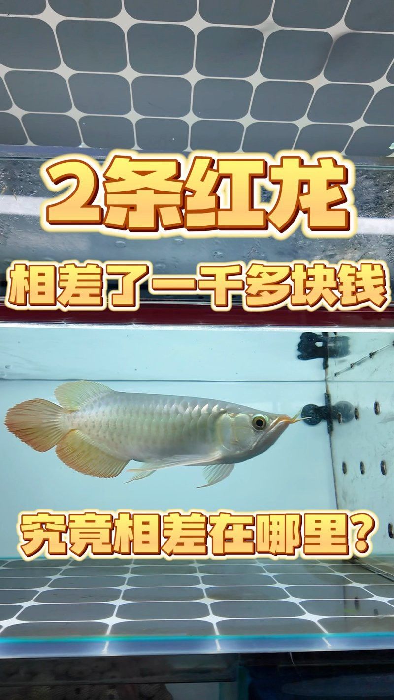紅龍的市場價格大概是多少？