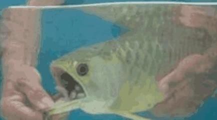 金龍魚肚子鼓鼓的怎么辦：如果你的金龍魚肚子鼓鼓的怎么辦
