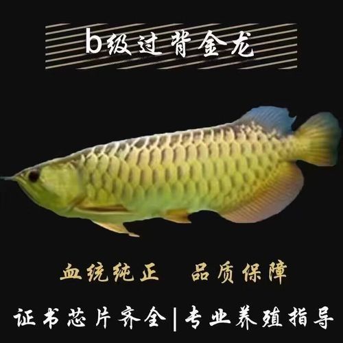 金龍魚金質(zhì)