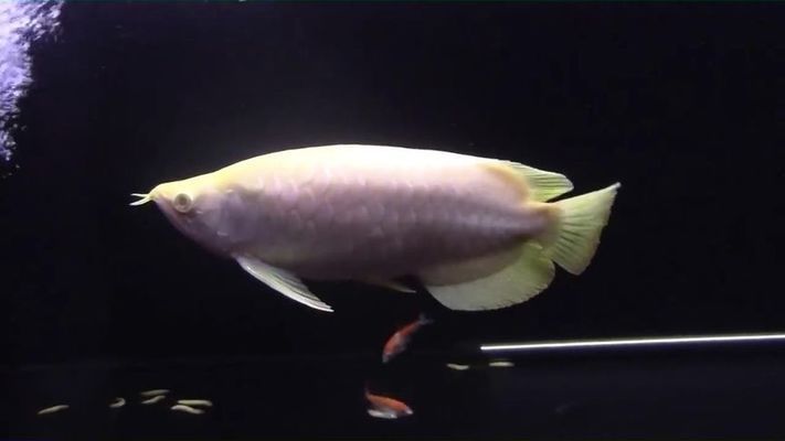 金龍魚稀有嗎值得養嗎：金龍魚養殖入門指南
