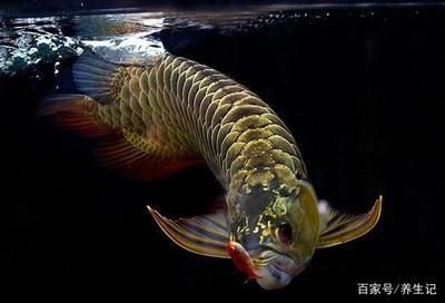 龍魚兇嗎：龍魚兇猛嗎？