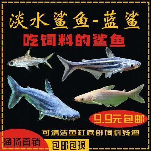 龍魚可以和藍(lán)鯊混養(yǎng)嗎圖片