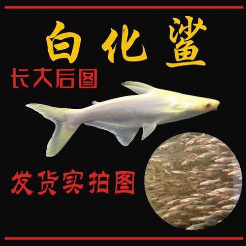 龍魚可以和藍(lán)鯊混養(yǎng)嗎圖片