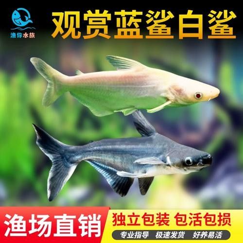 龍魚可以和藍(lán)鯊混養(yǎng)嗎圖片