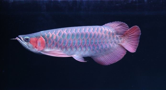 龍魚可以和藍(lán)鯊混養(yǎng)嗎圖片